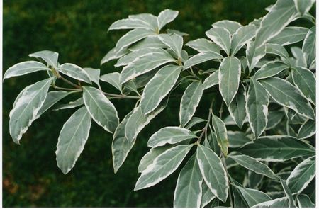 Dogwood